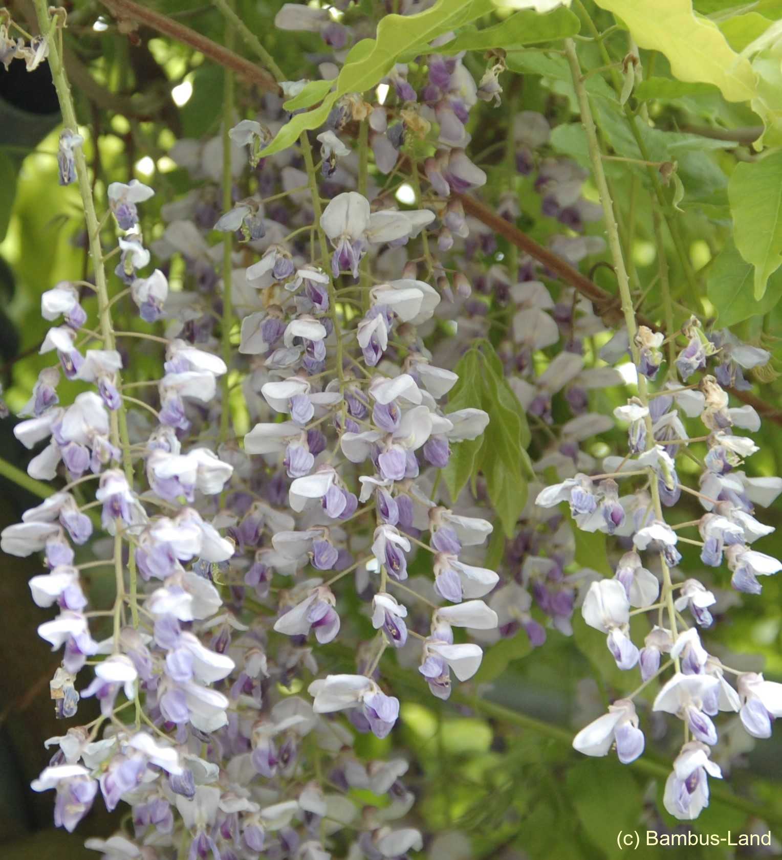 Gewaechse im Garten