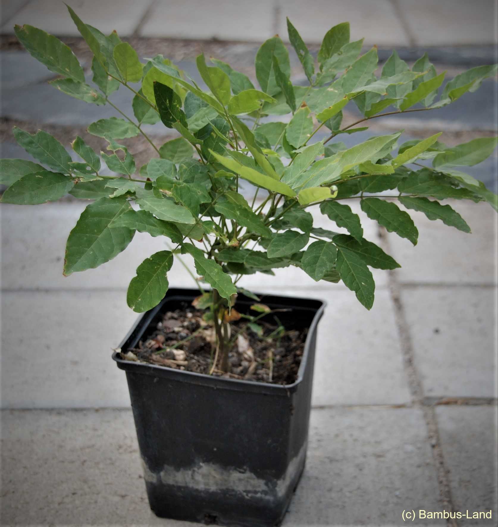 Gewaechse im Garten