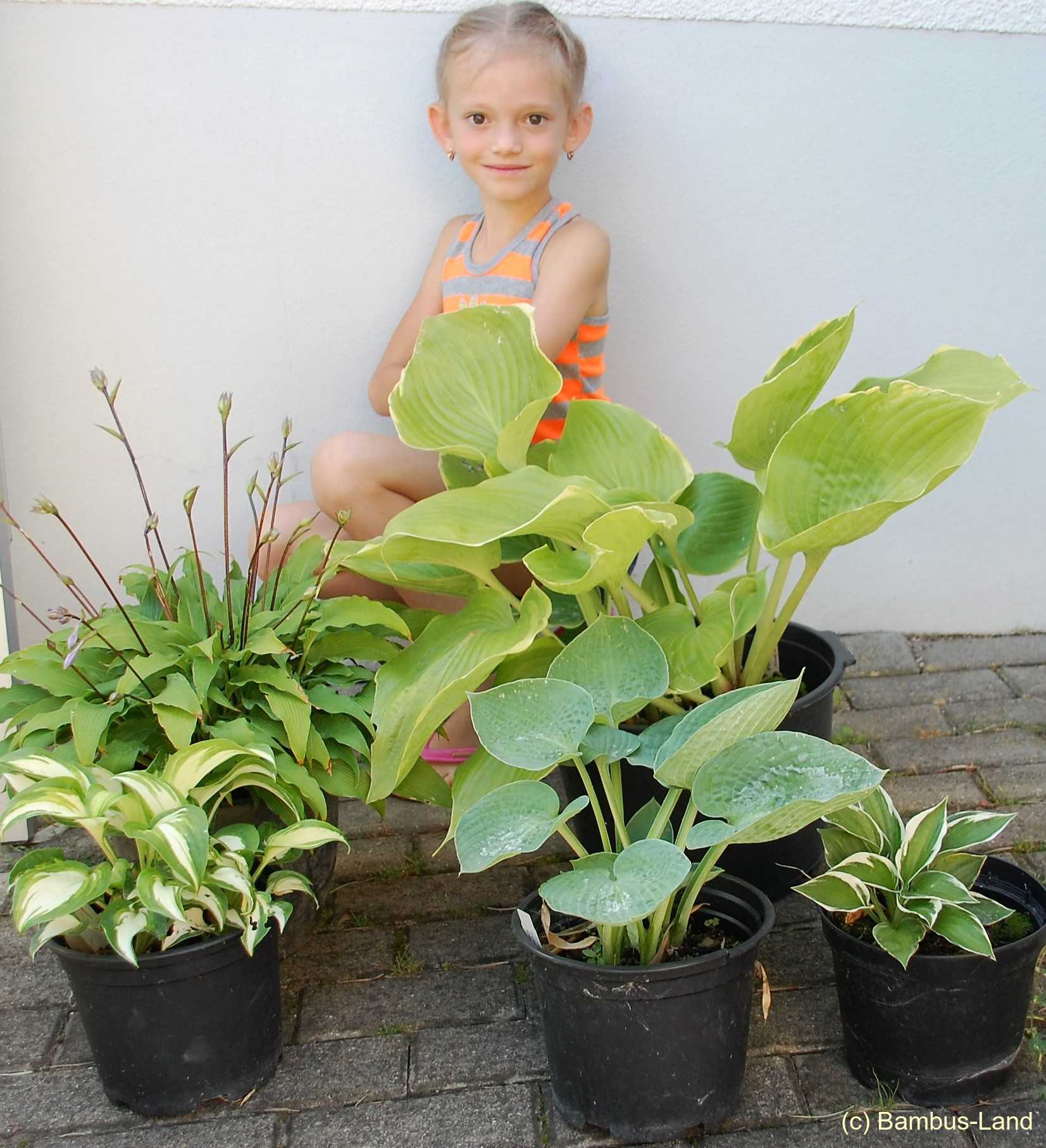 Gewaechse im Garten