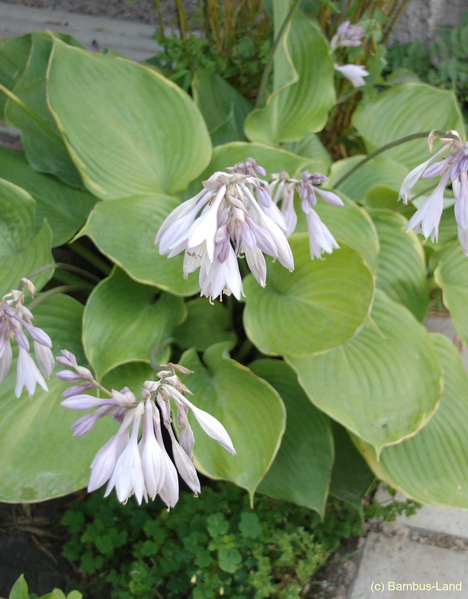 Gewaechse im Garten