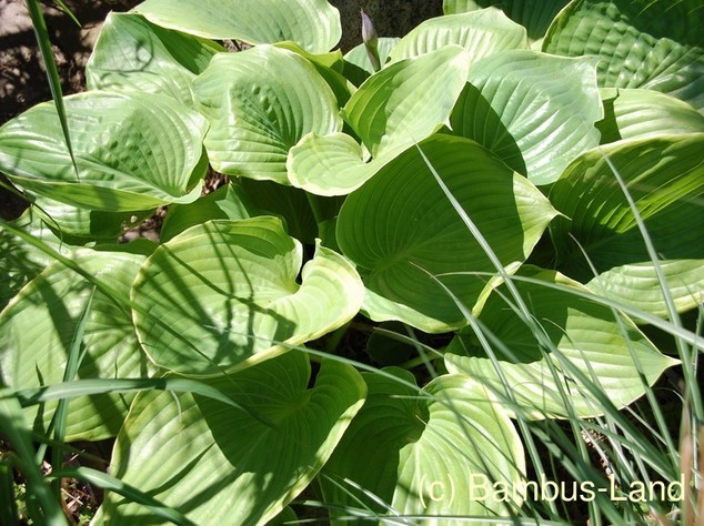 Hosta