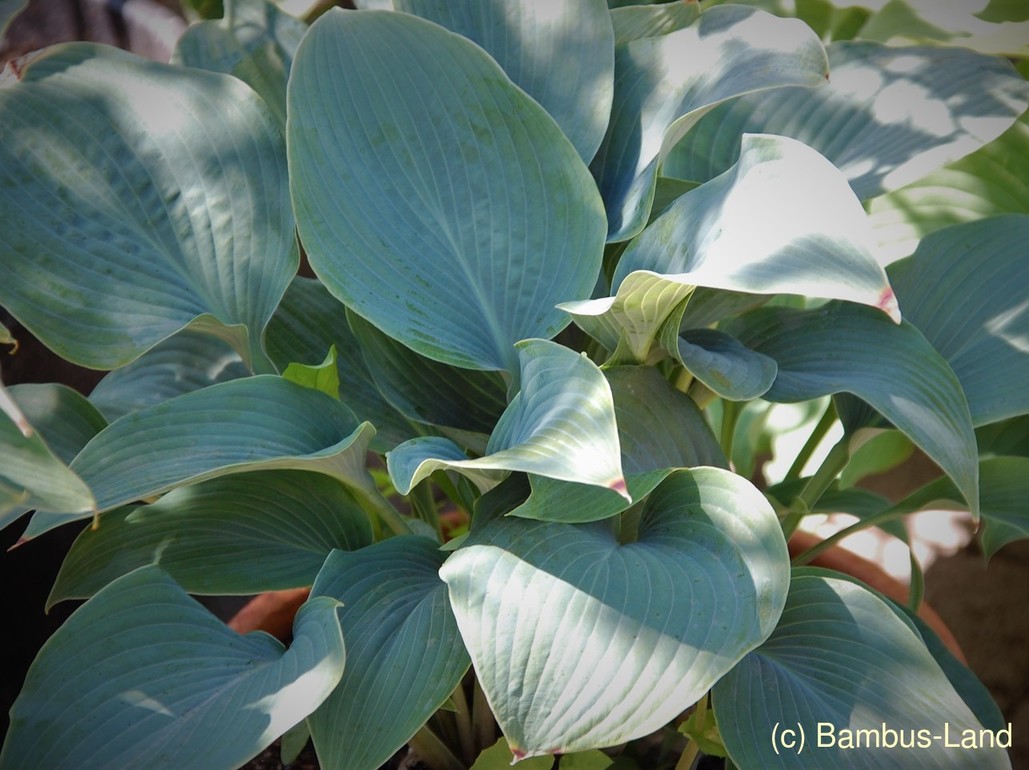 Hosta