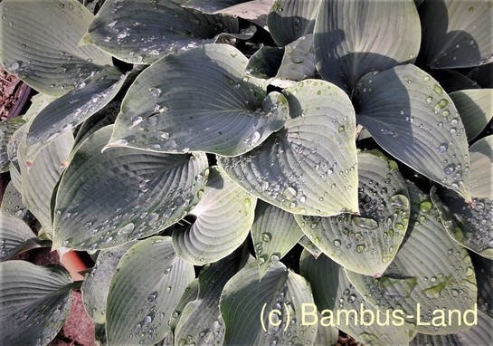 Hosta